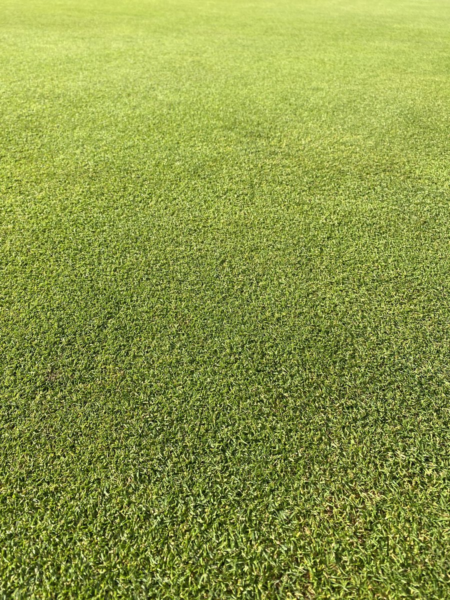 MikeRussell04's tweet image. Sward density unreal at the minute with current GP rates. HOC dropped;  brush cutting and double cuts to keep up! Heading in to maintenance week early September in a strong position for recovery 💪🏻👌🏻 #greenkeeper #surfacerefinement @PoultonPark