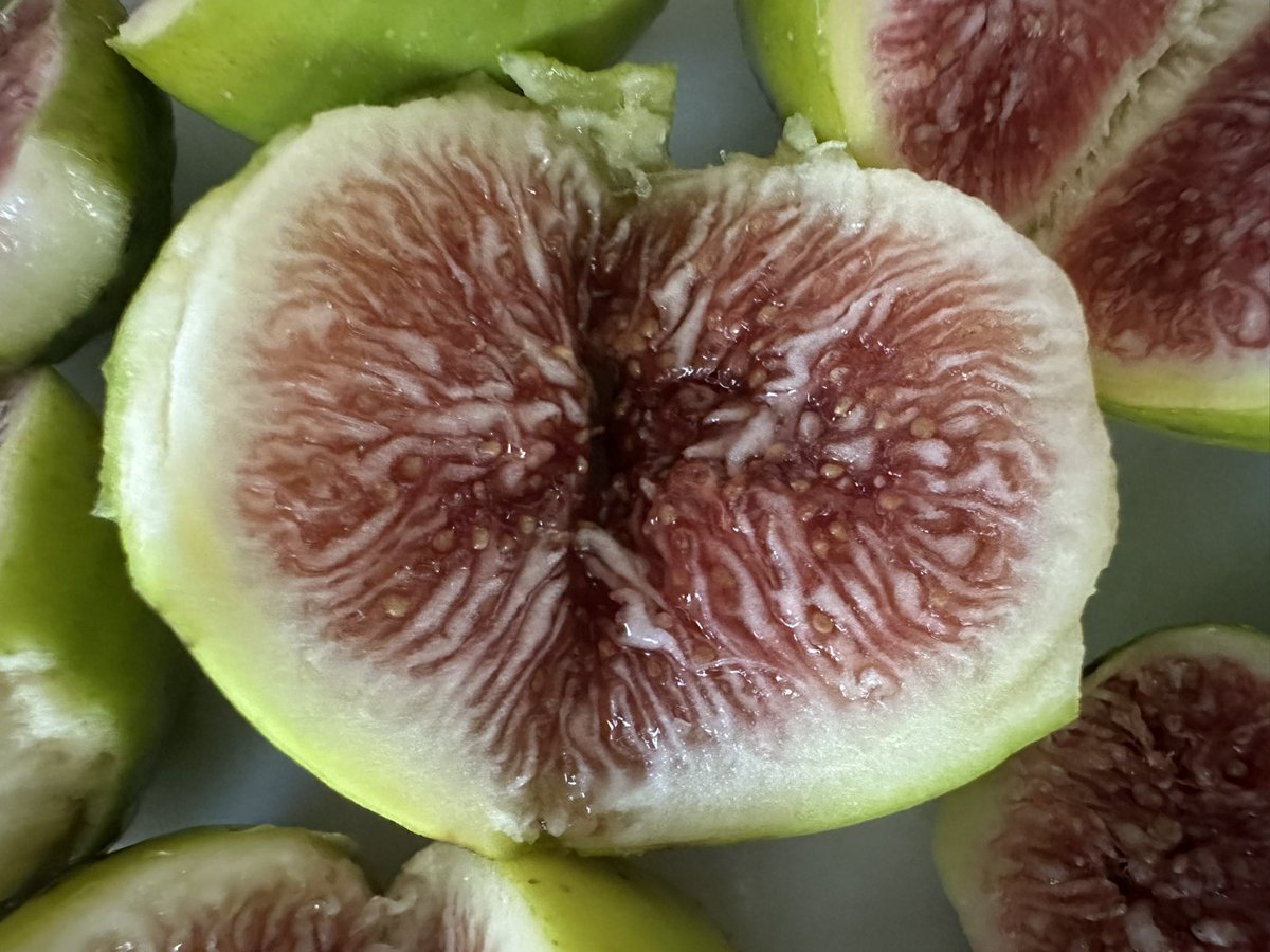 heirloomroots's tweet photo. @_LandscapeArt Those figs look absolutely amazing! So juicy and delicious—there's nothing quite like fresh figs from the garden. 😋 Here are some figs from my own garden, and I’m loving how sweet and ripe they’ve turned out this season. Gardening really does have its tasty rewards! 🌿#FreshFigs https://t.co/oW39McFmV2