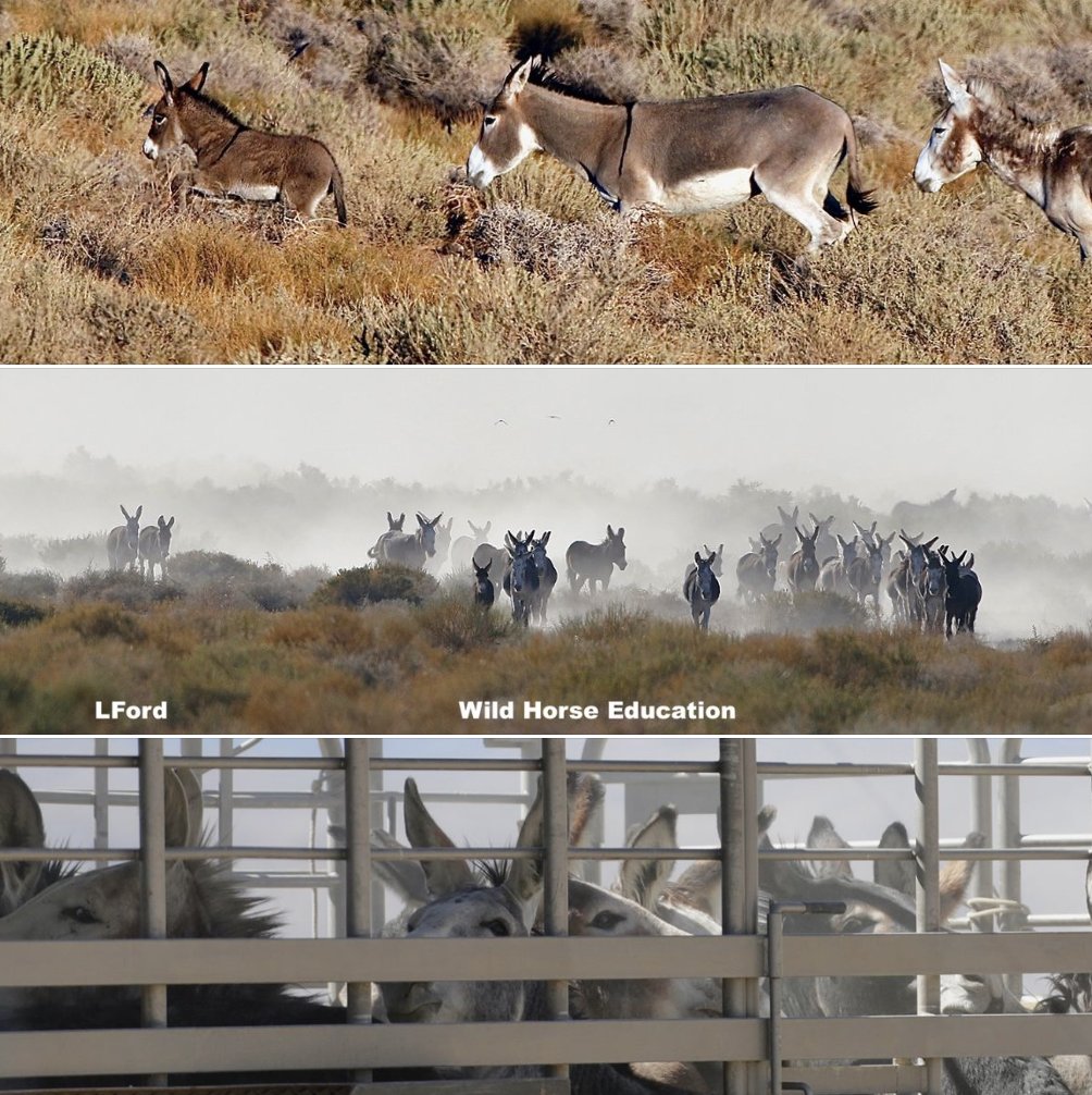WildHorseEdu's tweet photo. Marietta, Nevada: 210 (84 Jacks, 83 Jennies and 43 Foals) were captured of the 290 targeted for removal > https://t.co/7n0Gfpzvyy
#Burros have a reduced flight response compared with #wildhorses. Our observer was moved to near tears describing the confusion and sounds of the day https://t.co/j1prG9P4X9