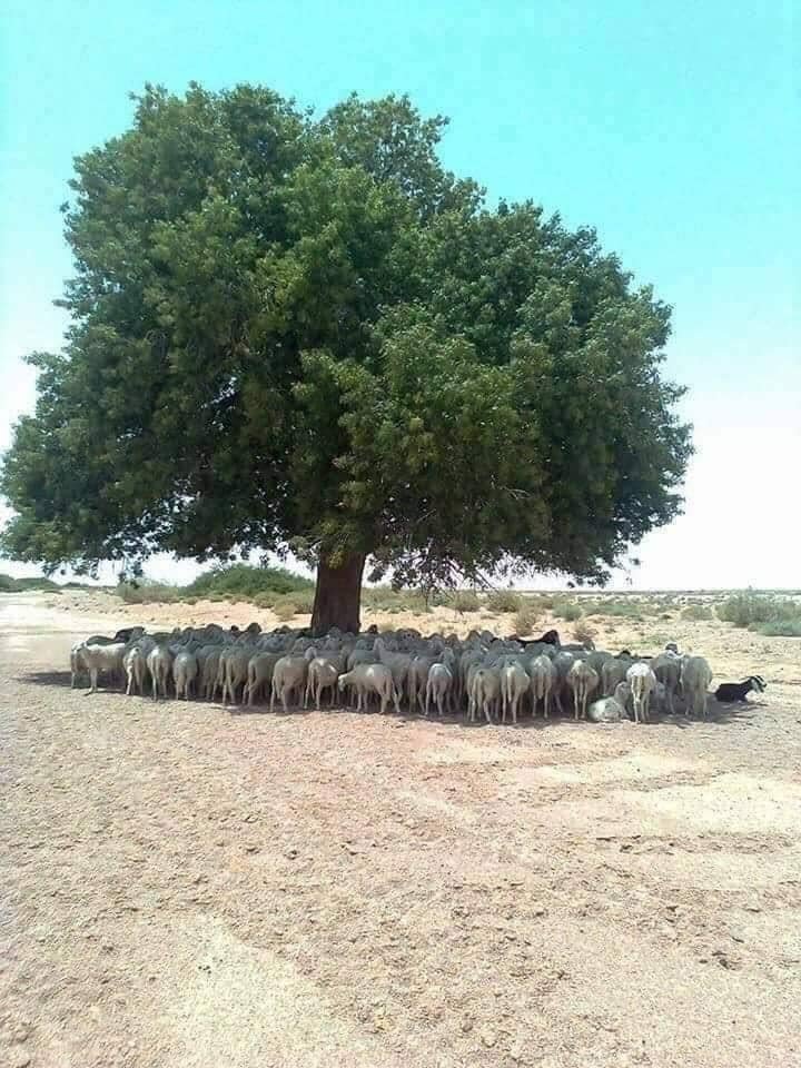 RincnCuriosoo's tweet photo. La importancia de un árbol 😰 https://t.co/u5NWRaKefY