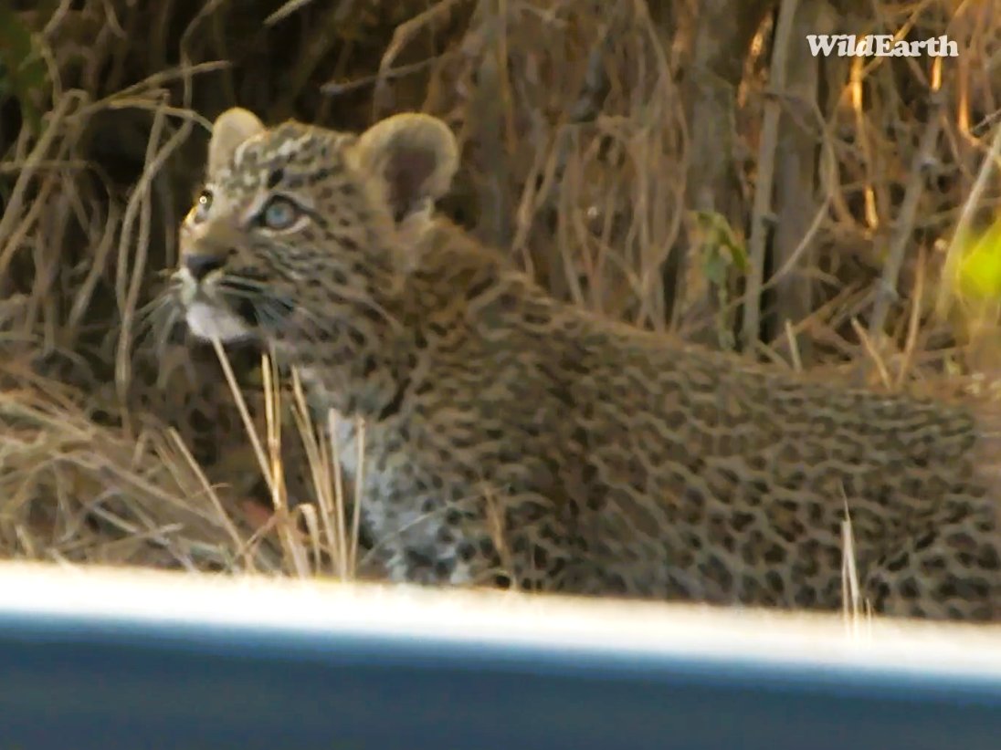 Chemelmar's tweet image. thank you for a wonderful sunset #wildearth
WE saw many amazing animals but oh my word no guesses who stole all the hearts!🥰#Tlalamba's lil rebelette