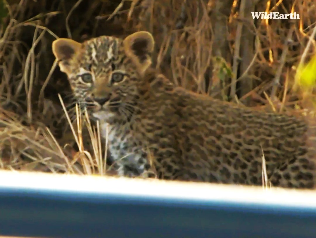 Chemelmar's tweet image. thank you for a wonderful sunset #wildearth
WE saw many amazing animals but oh my word no guesses who stole all the hearts!🥰#Tlalamba's lil rebelette