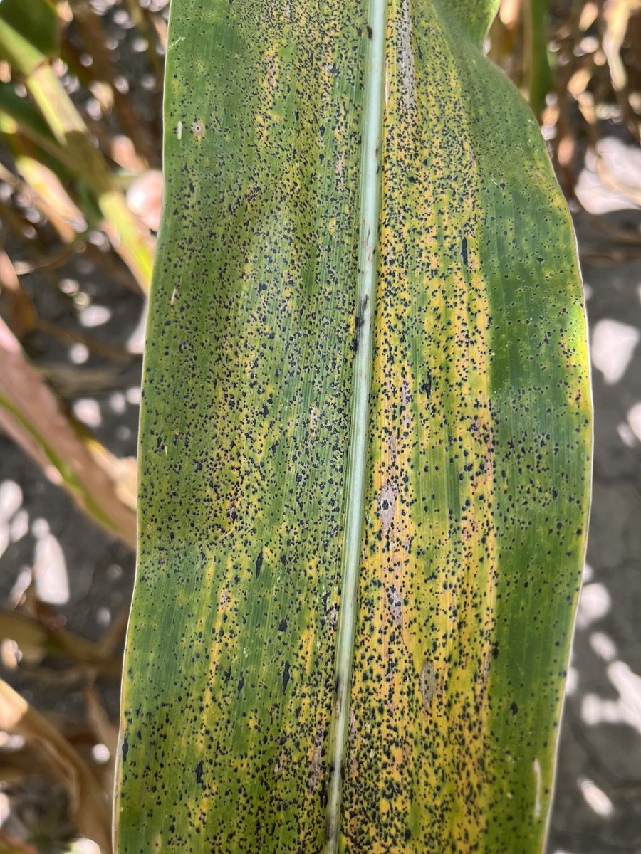 Luke Cole tweet media