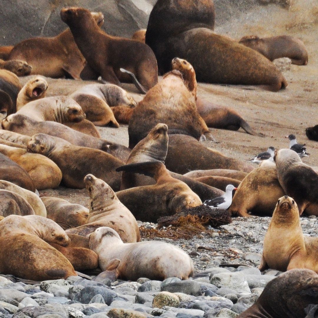 SealTours's tweet photo. How long can sea lions hold their breath underwater? 🌊

A) 5-10 minutes
B) 10-20 minutes
C) 20-30 minutes
D) Indefinitely

Come and see the sea lions in action for yourself with San Diego SEAL Tours! ⬇️
https://t.co/4cCAIzRAPI

Answer: B) 10-20 minutes https://t.co/RfRQ0j5Moa