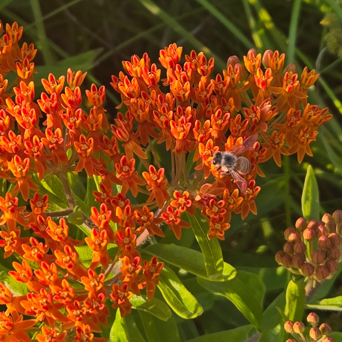 It is always a joy to see pollinators enjoying the beautiful blooms of a native plant! This happy bee is enjoying one of the Rain Gardens at the Plymouth Arts and Recreation Complex. 🐝🌼