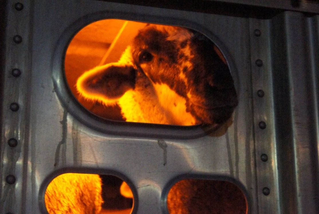 Only one week until the election. 

Let’s make history by becoming the first city to ban slaughter! 

Animals deserve better.

#denverslaughterban #denver #AnimalRights