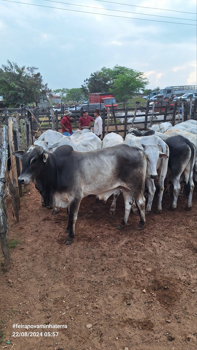 barbeiro_sandro's tweet photo. Feira de gado de Limoeiro-PE https://t.co/9f0UCxplDZ