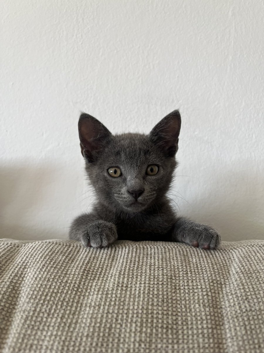 celiasolan0's tweet photo. @swiftielectora Mis dos bichitos💖 https://t.co/yOjjiesPuN