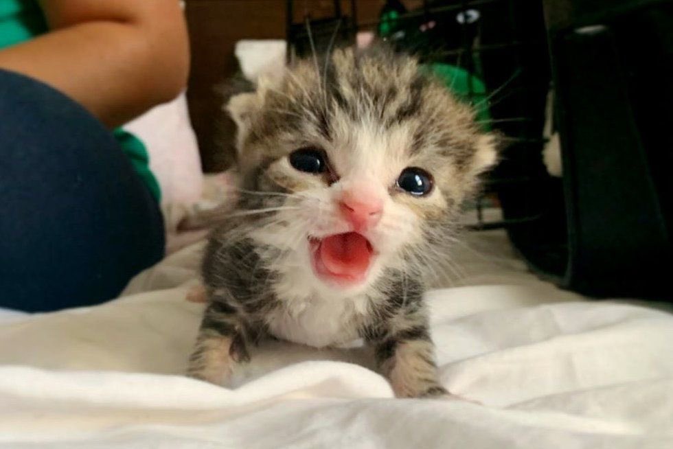 FriskTimesTwo's tweet image. A