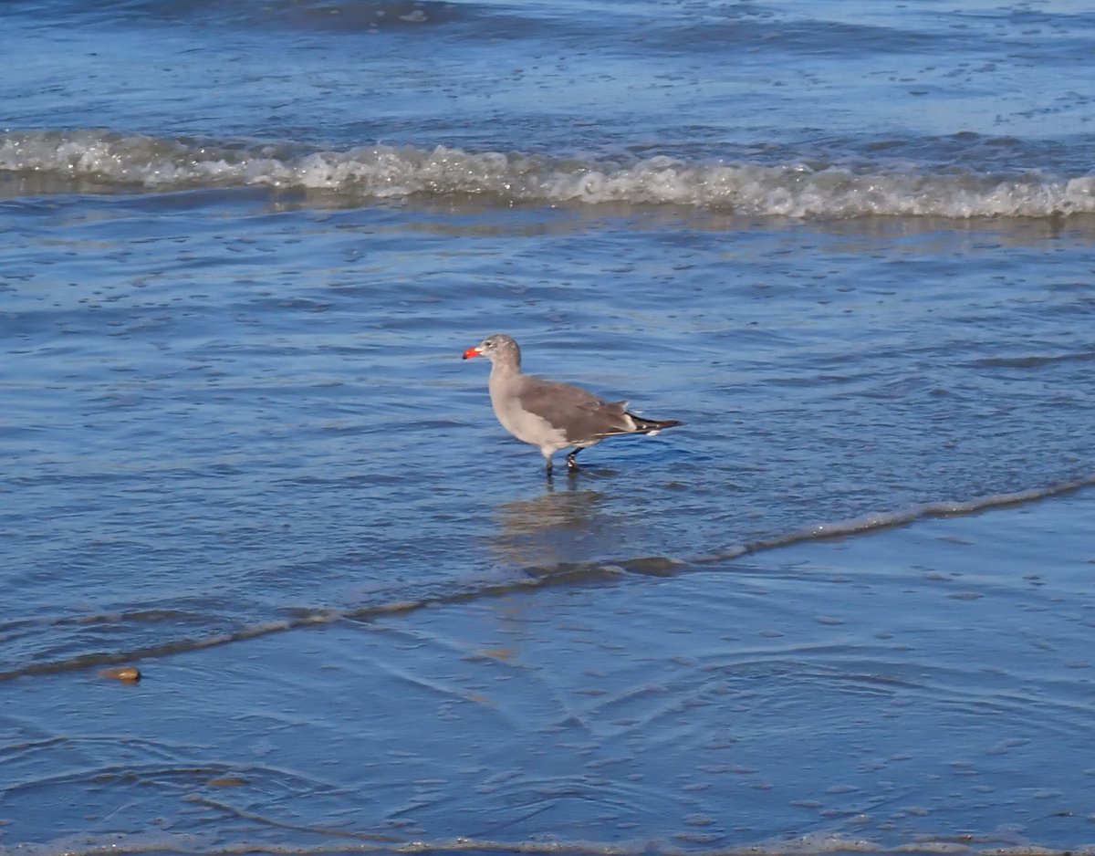 Ken Budd tweet media