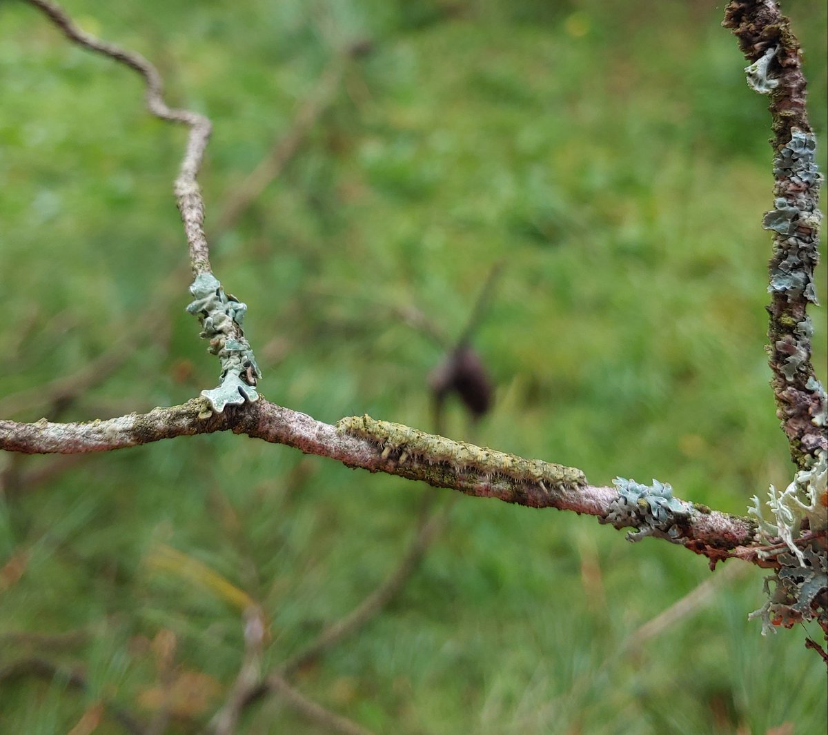 VDarmostuk's tweet photo. -what kind of lichen is this?😂
Such an interesting question during field work in Northern Poland. https://t.co/oTOaiIJ6t1