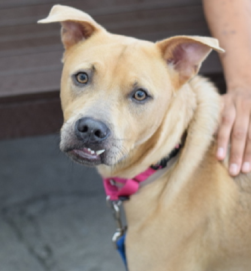 NMBewitched's tweet photo. #TAP #PickoftheLitter
#BackyardBarks #MACC #NYCACC
This Saturday, 8/24 1-5pm
@samj_jane has selected
Ghost
https://t.co/hrMunVKaWz
Beyond adorable
Polite & trained
Initially shy but our boy loves to snuggle
Perfect family dog 🐶😻
#AdoptMe https://t.co/uviddGCBSp