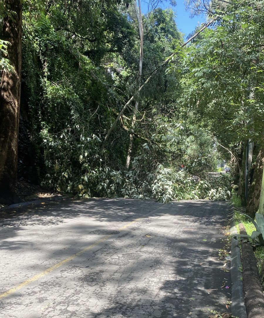 Norma Samaniego (@norsi10) on Twitter photo ¡Acaba de caer otro árbol en Bosque de Oyameles (entre el 20 y el 80)! Está bloqueando la calle <a href="/AlcaldiaMHmx/">Alcaldía Miguel Hidalgo</a> <a href="/OlaMHmx/">Servicios Urbanos MH</a> ¿Podrían retirarlo por favor? ¡Acaba de caer otro árbol en Bosque de Oyameles (entre el 20 y el 80)! Está bloqueando la calle <a href="/AlcaldiaMHmx/">Alcaldía Miguel Hidalgo</a> <a href="/OlaMHmx/">Servicios Urbanos MH</a> ¿Podrían retirarlo por favor?