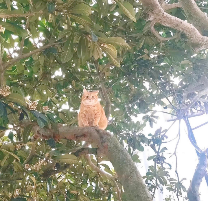 ordheist's tweet image. very silly commission