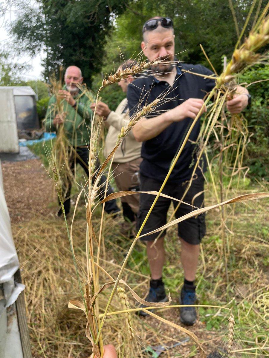 MontWildlife's tweet photo. Once upon a time, at @BwydPowysFood, our #WildSkillsWildSpaces team sowed wheat seeds in order to make pizza - from field to plate!
Well, look at what has now been harvested! 🌾
Watch this space! 🍕
#ecotherapy #growingfromseed #learningoutdoors https://t.co/GxQ1fotJR7