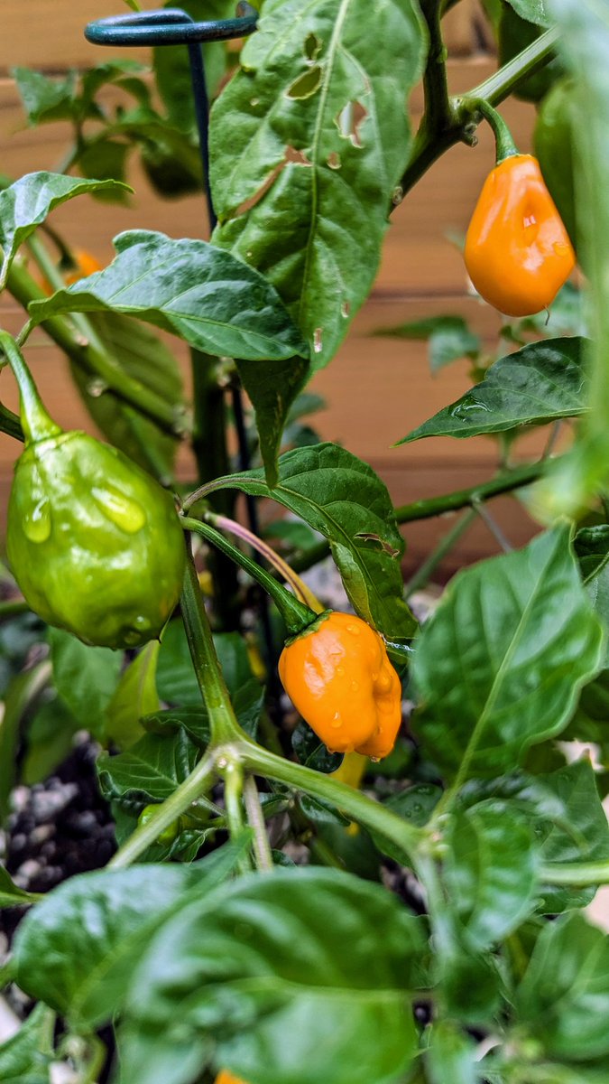 HeidiTown's tweet photo. So, I think my Dragon Tongue peppers are hotter than my habaneros. Haven't tried the chocolate habaneros yet, but last year they were delicious.
First time we've tried the Dragon Tongue & it's blowing my head off!
#peppertalk #gardening #COWX https://t.co/BdJONvQekg