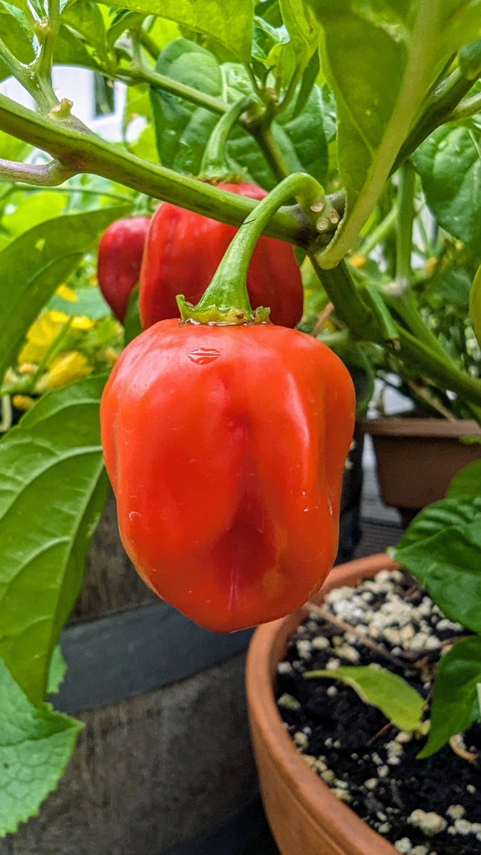 HeidiTown's tweet photo. So, I think my Dragon Tongue peppers are hotter than my habaneros. Haven't tried the chocolate habaneros yet, but last year they were delicious.
First time we've tried the Dragon Tongue & it's blowing my head off!
#peppertalk #gardening #COWX https://t.co/BdJONvQekg