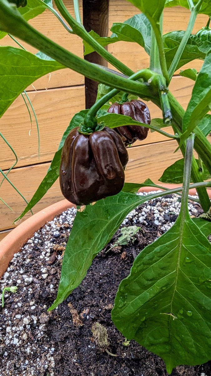 HeidiTown's tweet photo. So, I think my Dragon Tongue peppers are hotter than my habaneros. Haven't tried the chocolate habaneros yet, but last year they were delicious.
First time we've tried the Dragon Tongue & it's blowing my head off!
#peppertalk #gardening #COWX https://t.co/BdJONvQekg