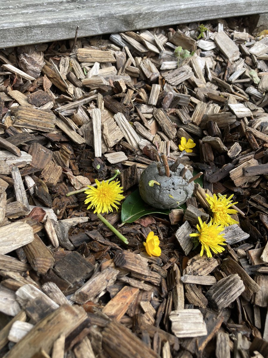 P1/2 have been searching for dragon eggs at break time, following their interests we created dragon eggs and a nest using clay and natural materials. #DalmenySHINES