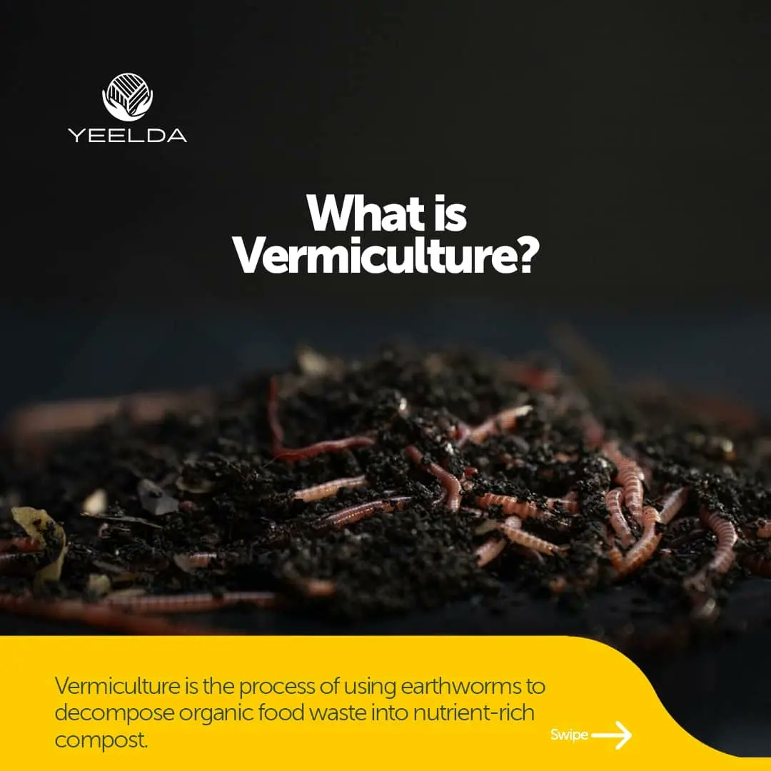 yeelda_africa's tweet image. Discover the benefits of vermiculture and how worms can help turn organic waste into valuable compost. 

Join the movement for healthier soil and more sustainable farming practices. 🪴🌳

 #YEELDA #Africa #Vermiculture #Soilhealth  #FutureFarming  
#Radomfacts
