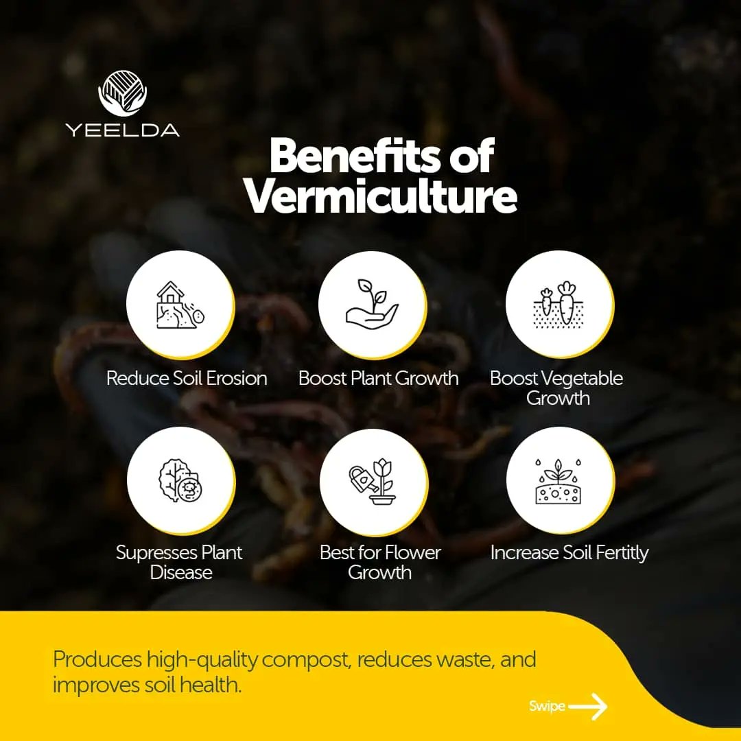 yeelda_africa's tweet image. Discover the benefits of vermiculture and how worms can help turn organic waste into valuable compost. 

Join the movement for healthier soil and more sustainable farming practices. 🪴🌳

 #YEELDA #Africa #Vermiculture #Soilhealth  #FutureFarming  
#Radomfacts