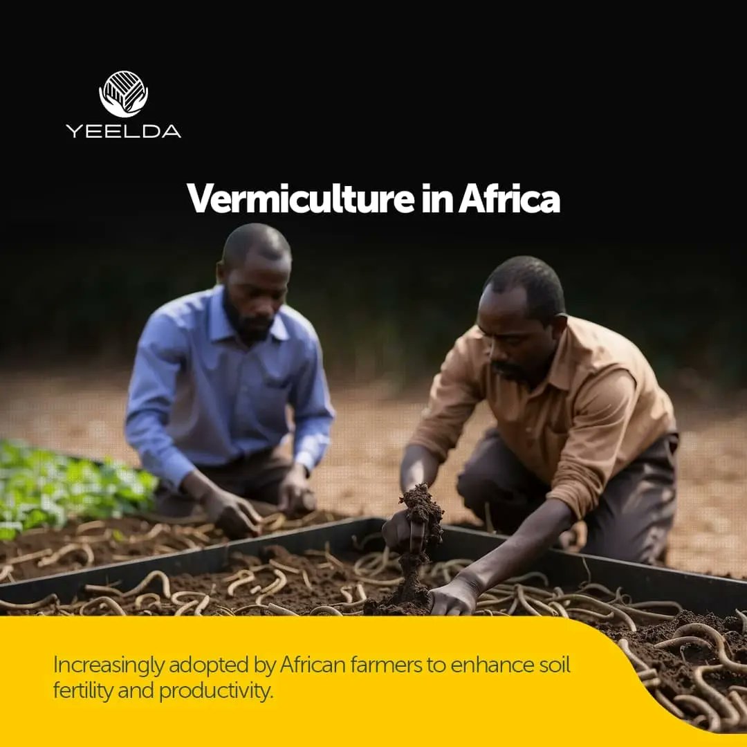 yeelda_africa's tweet image. Discover the benefits of vermiculture and how worms can help turn organic waste into valuable compost. 

Join the movement for healthier soil and more sustainable farming practices. 🪴🌳

 #YEELDA #Africa #Vermiculture #Soilhealth  #FutureFarming  
#Radomfacts