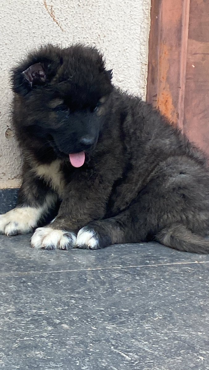 EMMY CLASSICEE KENNEL tweet media
