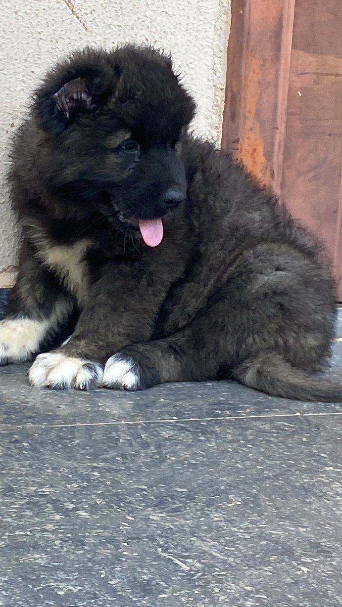 EMMY CLASSICEE KENNEL tweet media
