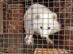 Only 4 weeks until the election!

Fur sales have been banned in Boulder, Sao Paulo, Hallandale Beach, and many other cities. 

Denver has the opportunity to join by voting YES to ban fur.

Let’s leave this cruel industry in the past where it belongs.