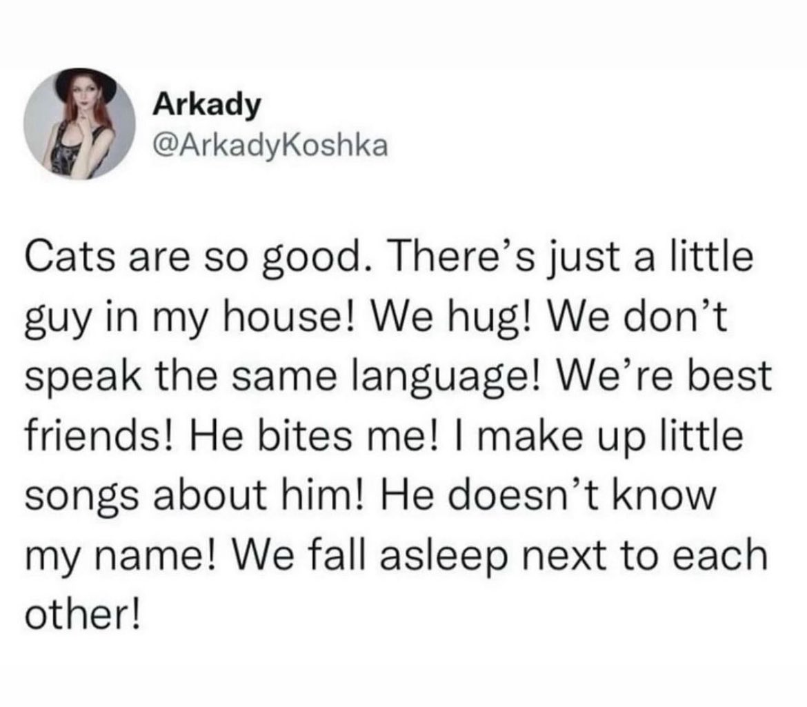 lined cats (@linedcats) on Twitter photo 