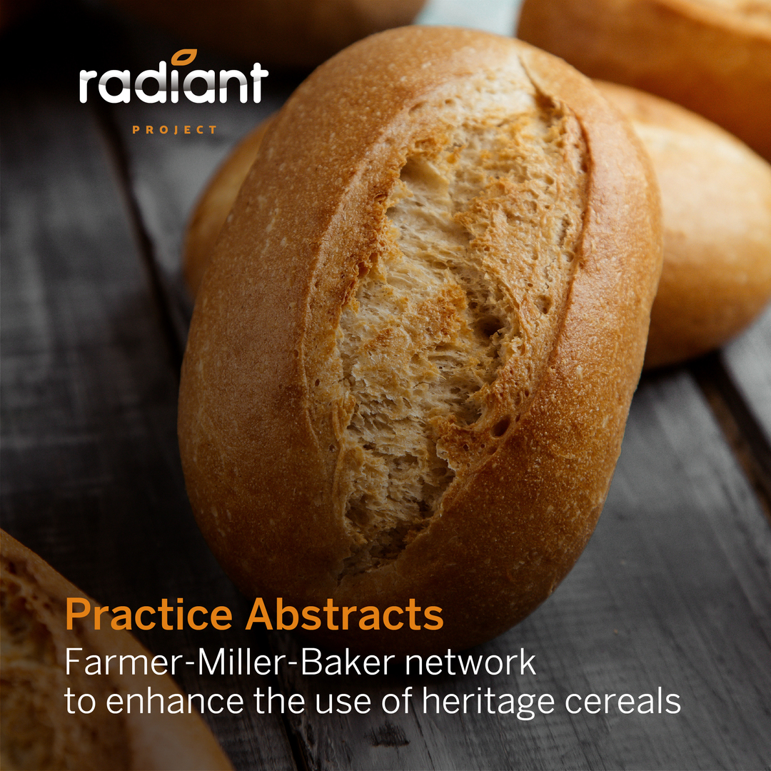 eu_radiant's tweet photo. We are excited to share another practice abstract titled “Farmer-Miller-Baker Network to Enhance the Use of Heritage Cereals.“ 

Discover this and other abstracts on our website at https://t.co/cdjmHfAdAu.

#RADIANT https://t.co/Xh9DeyrB2y