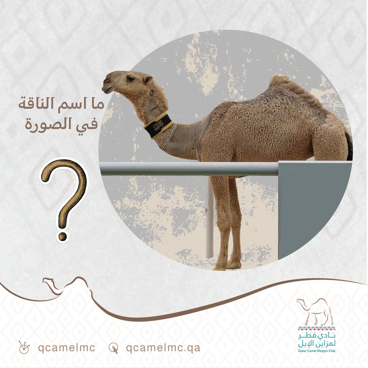 نادي قطر لمزاين الإبل tweet media