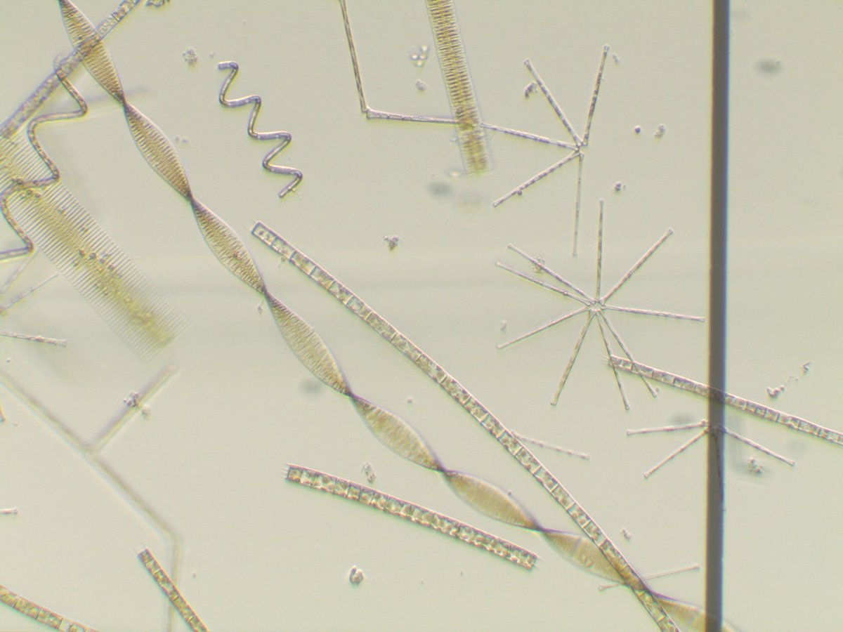 Anna Schmidt tweet media