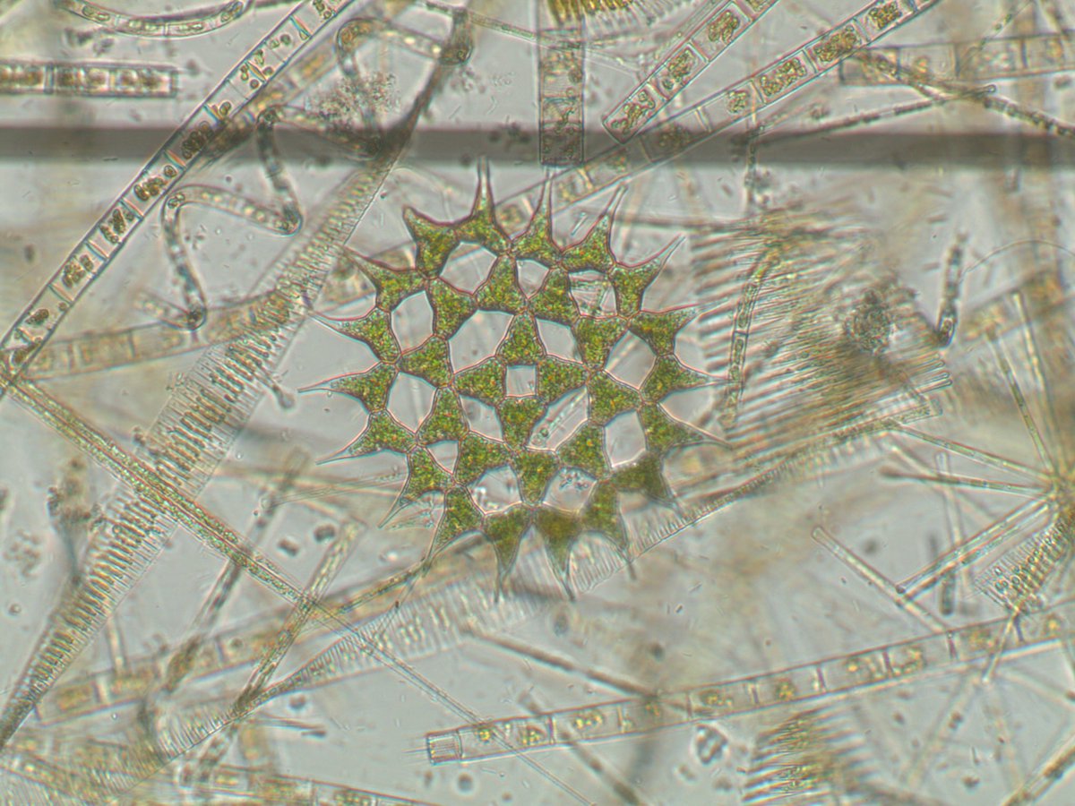 Anna Schmidt tweet media