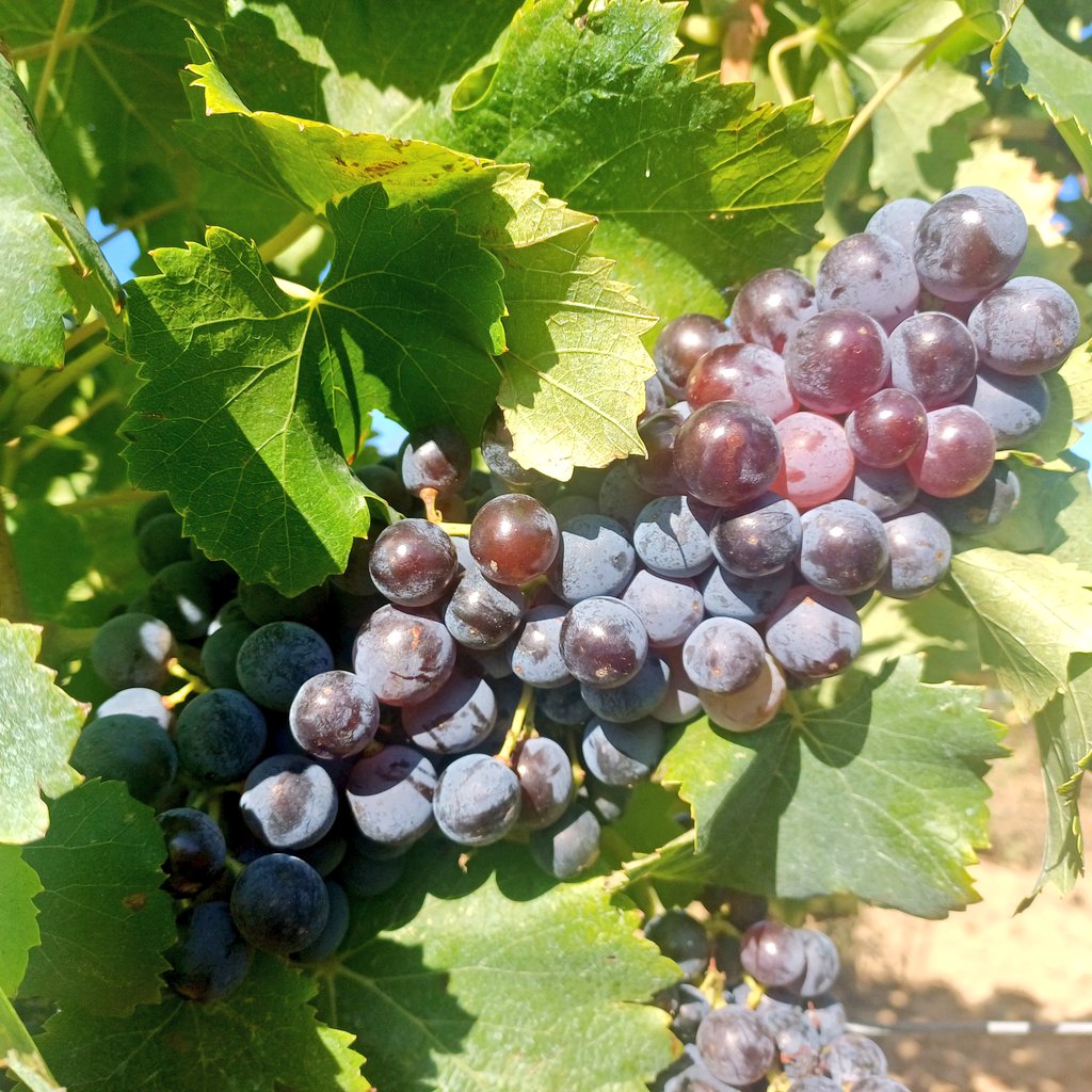 BrigandVin's tweet photo. Bon ben voilà... Il fait "Re-Chaud" ! 🫦
#Cepage #Grenache https://t.co/WjX5AptBQ9