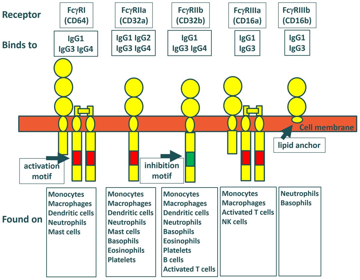 Absolute Antibody tweet media