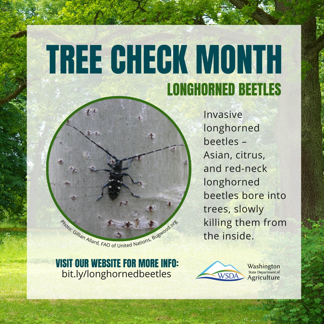 WSDAgov's tweet image. Not to be confused with our native banded alder borer or white-spotted sawyer, invasive longhorned beetles threaten our hardwood trees. Learn more about these three species and report suspected sightings at bit.pulse.ly/lv4hx8ybvg #TreeCheckMonth #InvasiveSpecies @wainvasives