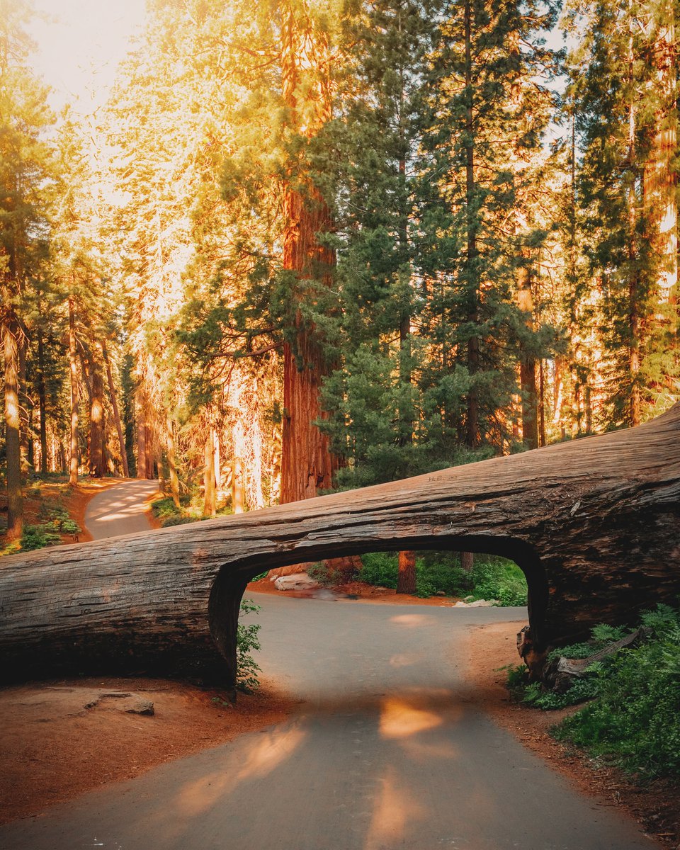 Sequoia National Park's Tunnel Log originated when a sequoia tree naturally fell across Crescent Meadow Road in late 1937. To turn this event into an attraction, park officials cut a tunnel through the fallen giant the following summer, creating a drive-through experience!