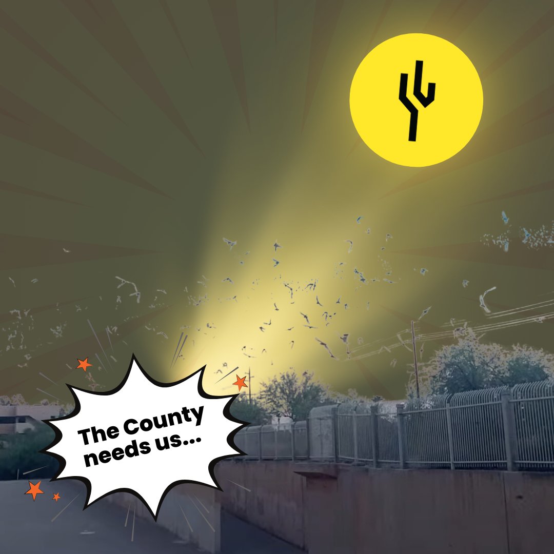 maricopaflood's tweet image. "The County needs us…" 🦇 
No Batman in sight, but his bat buddies are here! Thousands of bats are chilling in the Arizona Canal Diversion Channel before continuing their migration. 
#BatWatch #AZNature #bats #batmigration #acdc #nottheband #phoenix #maricopacounty