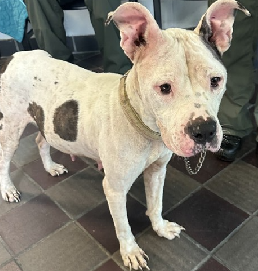 NMBewitched's tweet photo. #TAP #PickoftheLitter
#BackyardBarks #MACC #NYCACC
This Saturday, 8/24 1-5pm
@BeeDoDoobieDo has selected
Moo
https://t.co/xg7LERZ1cN
Divine throwaway Mama
Looking 4 her human 2 adore
Loyalty & pure heart are what the Dr ordered
Soft landings & calm = Bliss
#AdoptMe https://t.co/FjV8yRvjgx