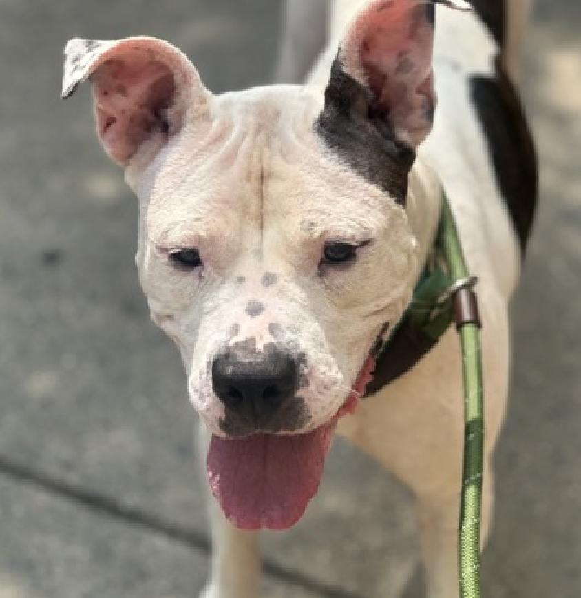 NMBewitched's tweet photo. #TAP #PickoftheLitter
#BackyardBarks #MACC #NYCACC
This Saturday, 8/24 1-5pm
@BeeDoDoobieDo has selected
Moo
https://t.co/xg7LERZ1cN
Divine throwaway Mama
Looking 4 her human 2 adore
Loyalty & pure heart are what the Dr ordered
Soft landings & calm = Bliss
#AdoptMe https://t.co/FjV8yRvjgx