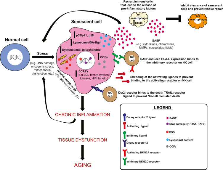 Lamming Lab (@lamminglab) on Twitter photo Quite the week for publications in the lab - check out grad student <a href="/mariahcalubag/">Mariah Calubag</a> new review in <a href="/Cell_Metabolism/">Cell Metabolism</a> "A nutrigeroscience approach: Dietary macronutrients and cellular senescence" authors.elsevier.com/a/1jeMN5WXUlWk… Quite the week for publications in the lab - check out grad student <a href="/mariahcalubag/">Mariah Calubag</a> new review in <a href="/Cell_Metabolism/">Cell Metabolism</a> "A nutrigeroscience approach: Dietary macronutrients and cellular senescence" authors.elsevier.com/a/1jeMN5WXUlWk…