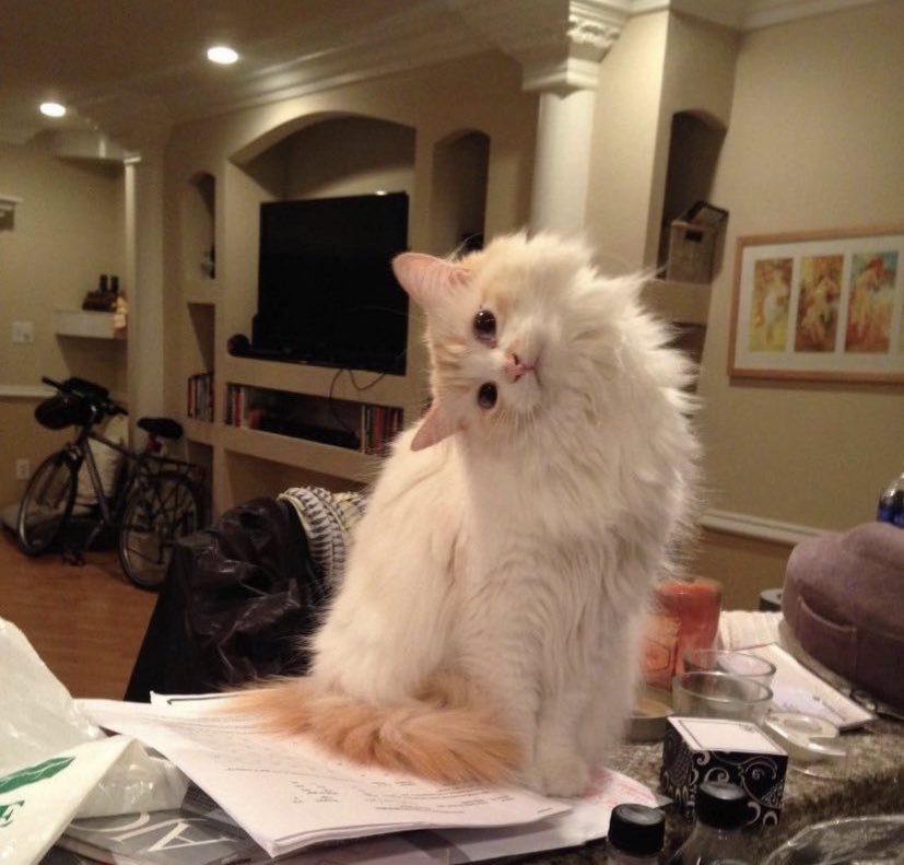 S h e 🇮🇷🕊️ tweet media