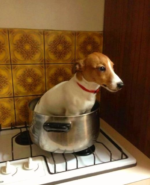 lucavi_ftw's tweet photo. He will be boiled https://t.co/pjQw3B9405