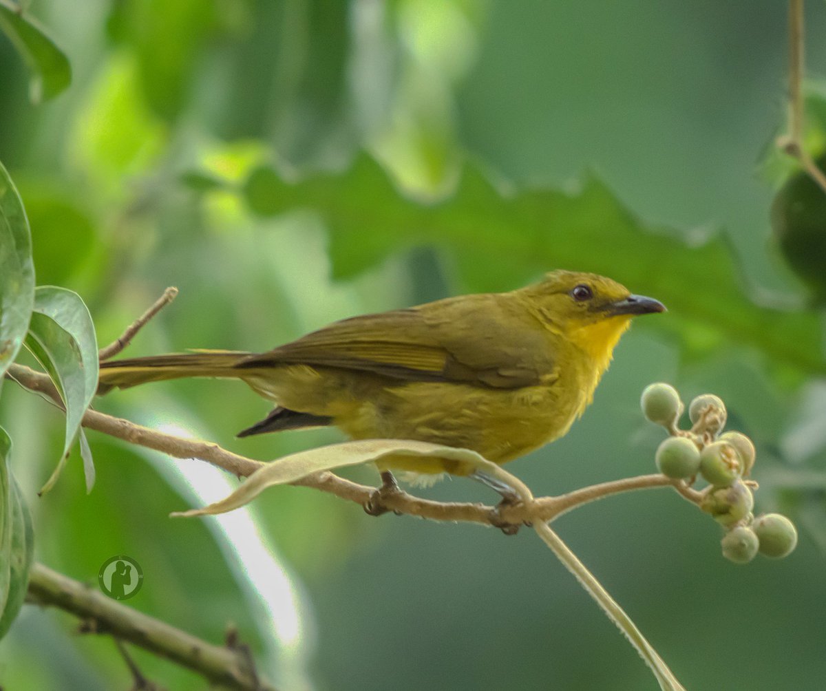 MartoWanjohi2's tweet photo. Joyful Greenbul - Chlorocichla laetissima

Kakamega Forest,Kenya.(August 2024)

#martowanjohiphotography #birdwatching254 #birdwatchingwithmartowanjohi #BirdsSeenIn2024 #TwitterNatureCommunity #Sonya9 #sonycamera #greenbul #kakamegaforest #birdsplanet #birdscult #bdasafaris https://t.co/0sgS39UlA6