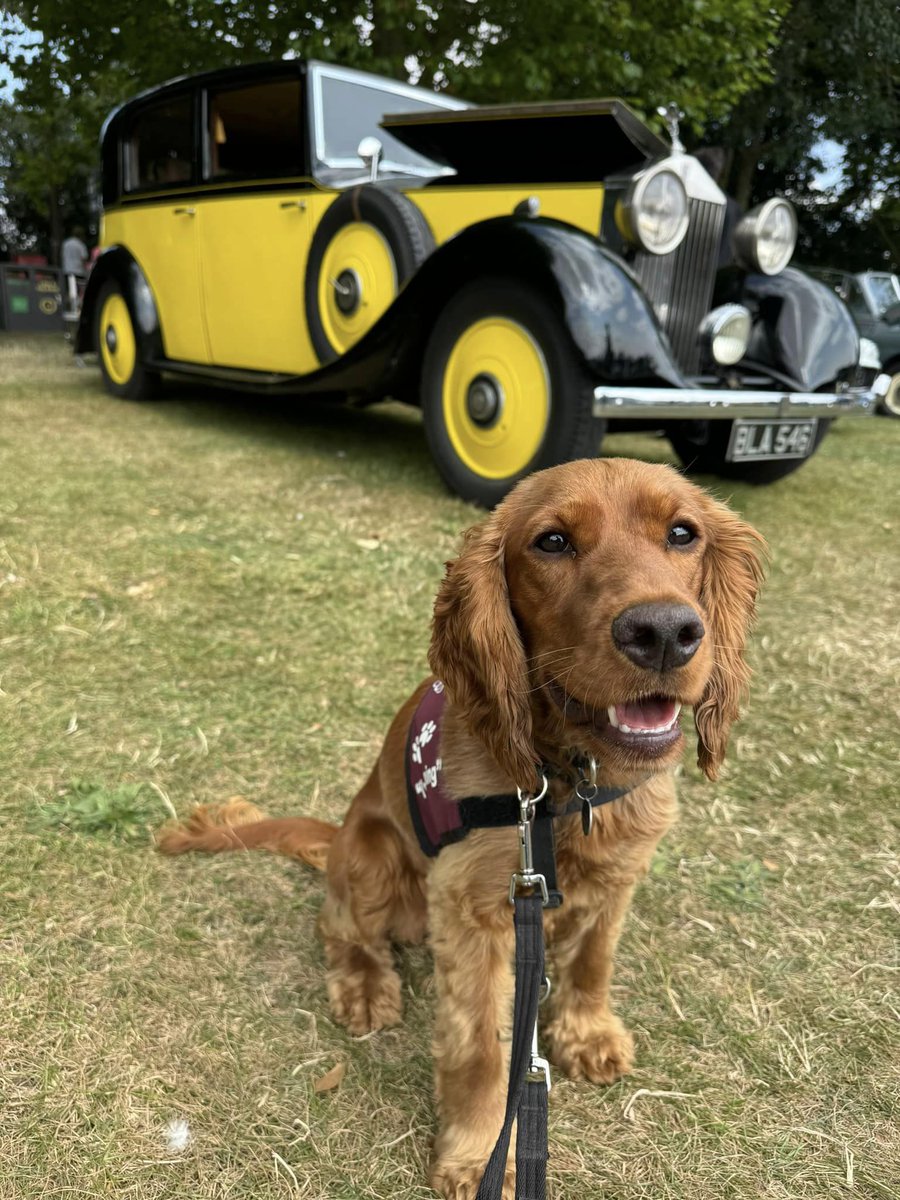 HearingDogs's tweet image. Libby did so well in a new environment as she visited a car show with her volunteer trainer  🚗🐾

It's important Libby feels comfortable in situations with lots going on around her, as she will accompany her deaf partner to different public places every day.

Well done Libby! 😁