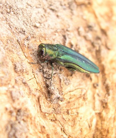 NDSUExtension's tweet photo. BREAKING: Emerald Ash Borer detected in LaMoure County https://t.co/pGCBb9n7Ct https://t.co/ndQvb8I17P