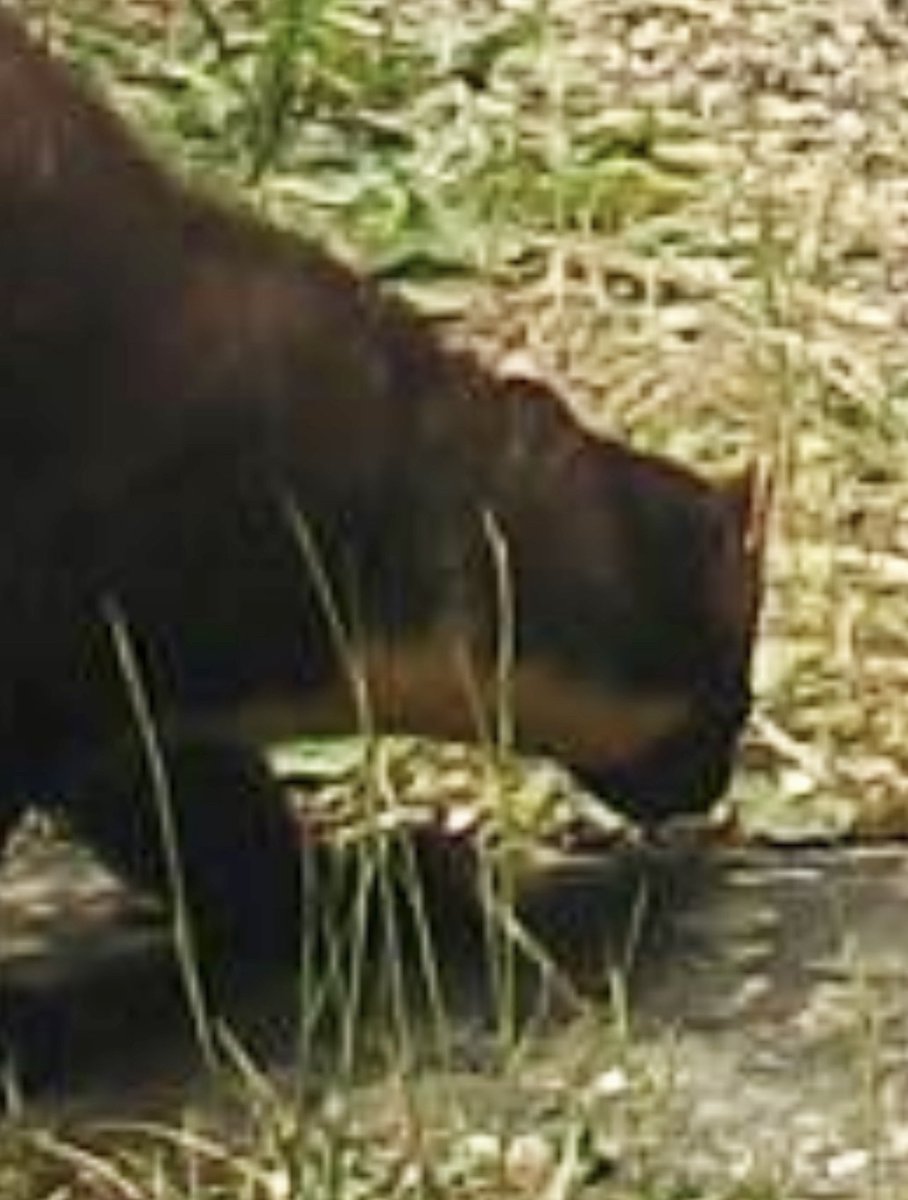 chrissperring's tweet photo. We have Pine Marten. Let the monitoring begin. Have we got enough trailcams? @WildPortishead we need someone to sponsor us with trailcams if that's you please DM @WildPortishead @Birder_Griffon @camelbirder @tern09 @Kernowringer @MathewsFiona https://t.co/lQgvQZ46m3