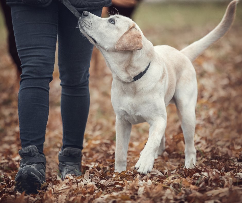 barkbustershn's tweet photo. Searching for a #DogTrainer near you? 🏡 Bark Busters Hamilton/Niagara offers personalized sessions in the comfort of your home. Let’s build better behavior, one session at a time! 🐕 #DogTrainingNearMe #HamiltonNiagara https://t.co/lMCS2VaAWn
