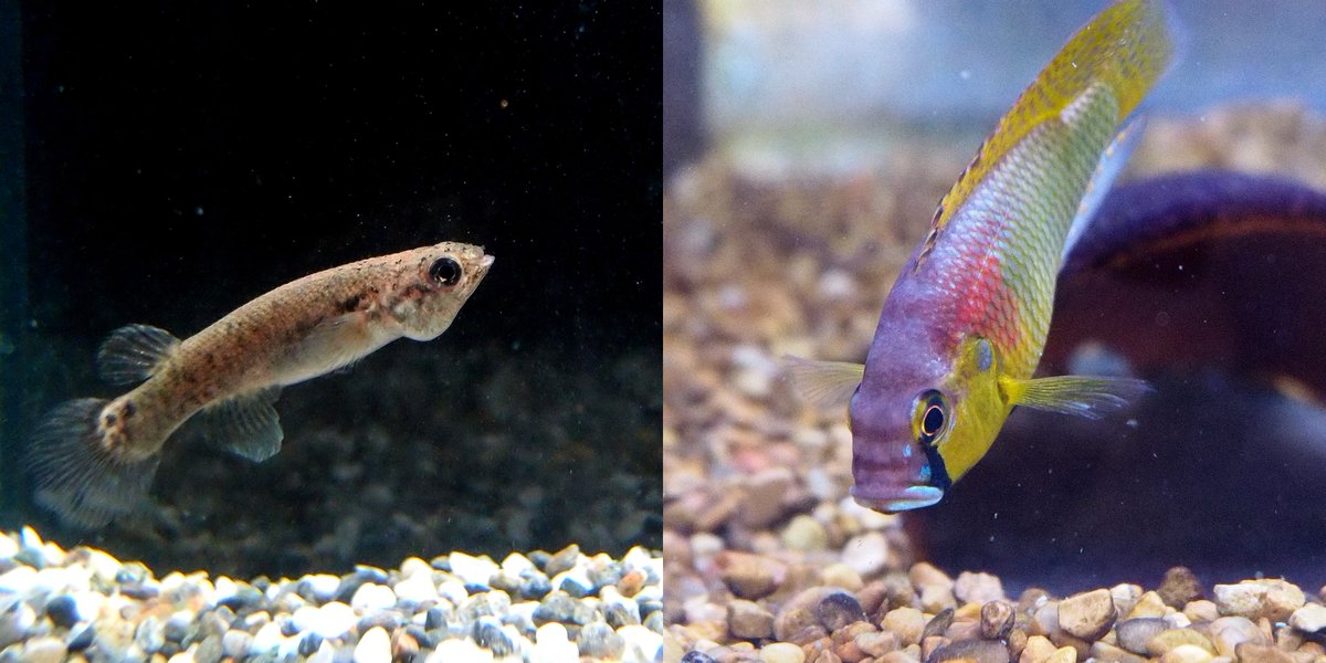 Cheng-Yu Li tweet media